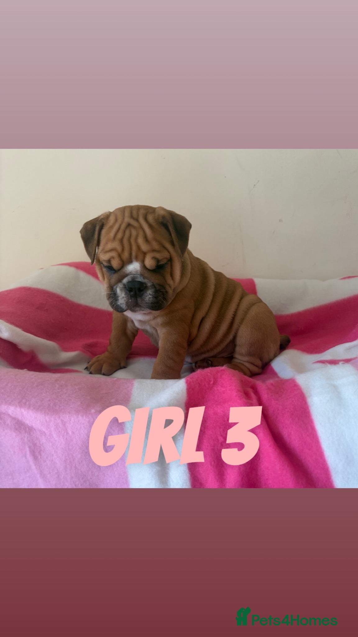 English Bulldog dogs TRADITIONAL BULLDOGS READY FOR THEIR FOREVER HOMES - Advert 8