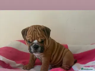 English Bulldog dogs TRADITIONAL BULLDOGS READY FOR THEIR FOREVER HOMES - Advert 8