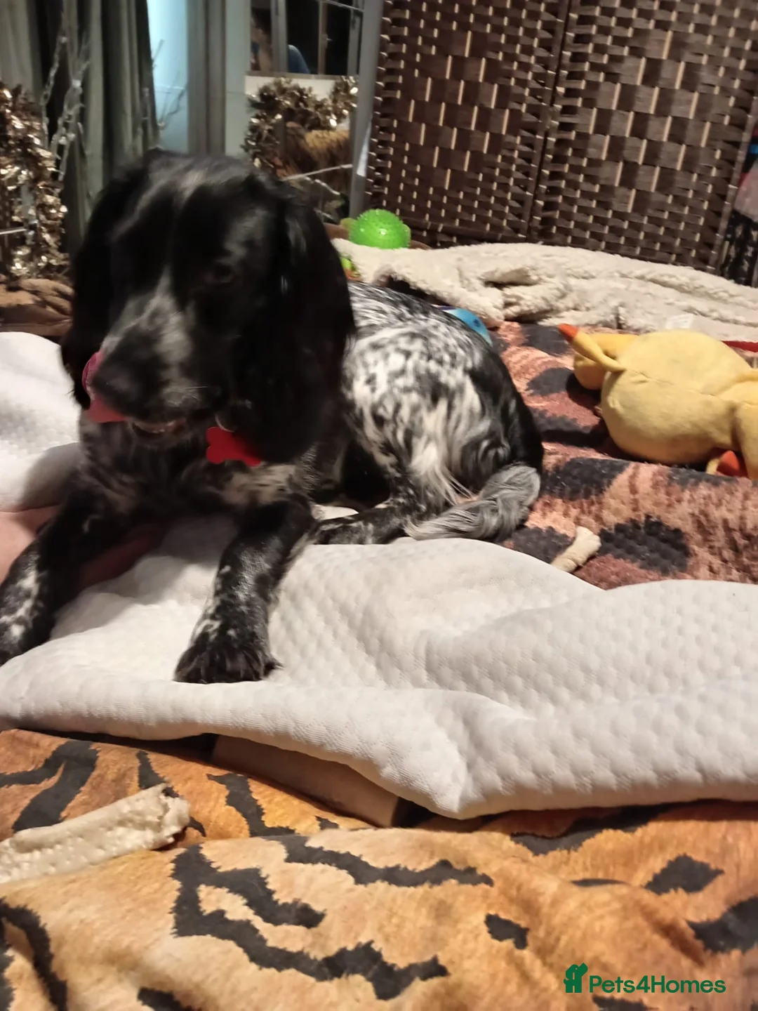 Cocker Spaniel dogs for sale: Beautiful blue roan cocker spaniel girl  in Spalding - Advert 2