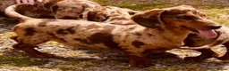Miniature Dachshund dogs for sale: Miniature dachshund puppies  in Carmarthen - Advert 2