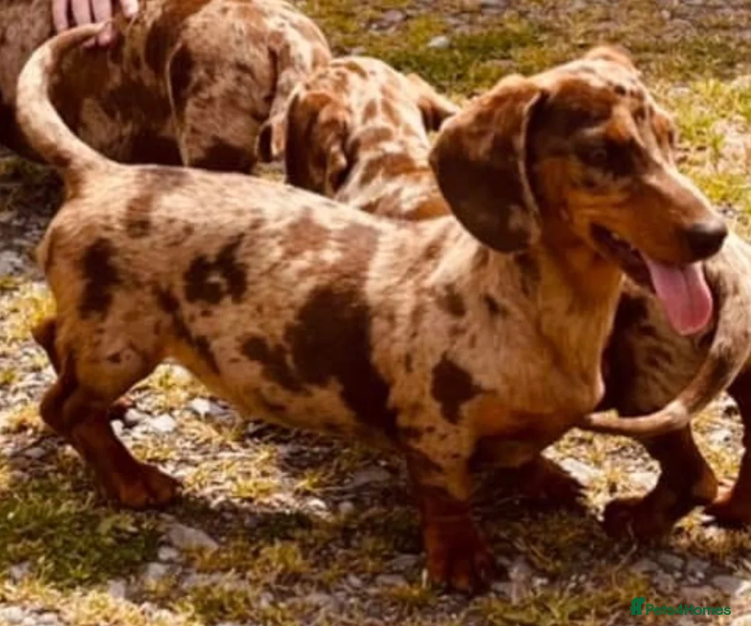 Miniature Dachshund dogs for sale: Miniature dachshund puppies  in Carmarthen - Advert 2