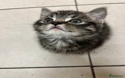 Mixed Breed cats for sale: Adorable mixed breed kittens  - Advert 4