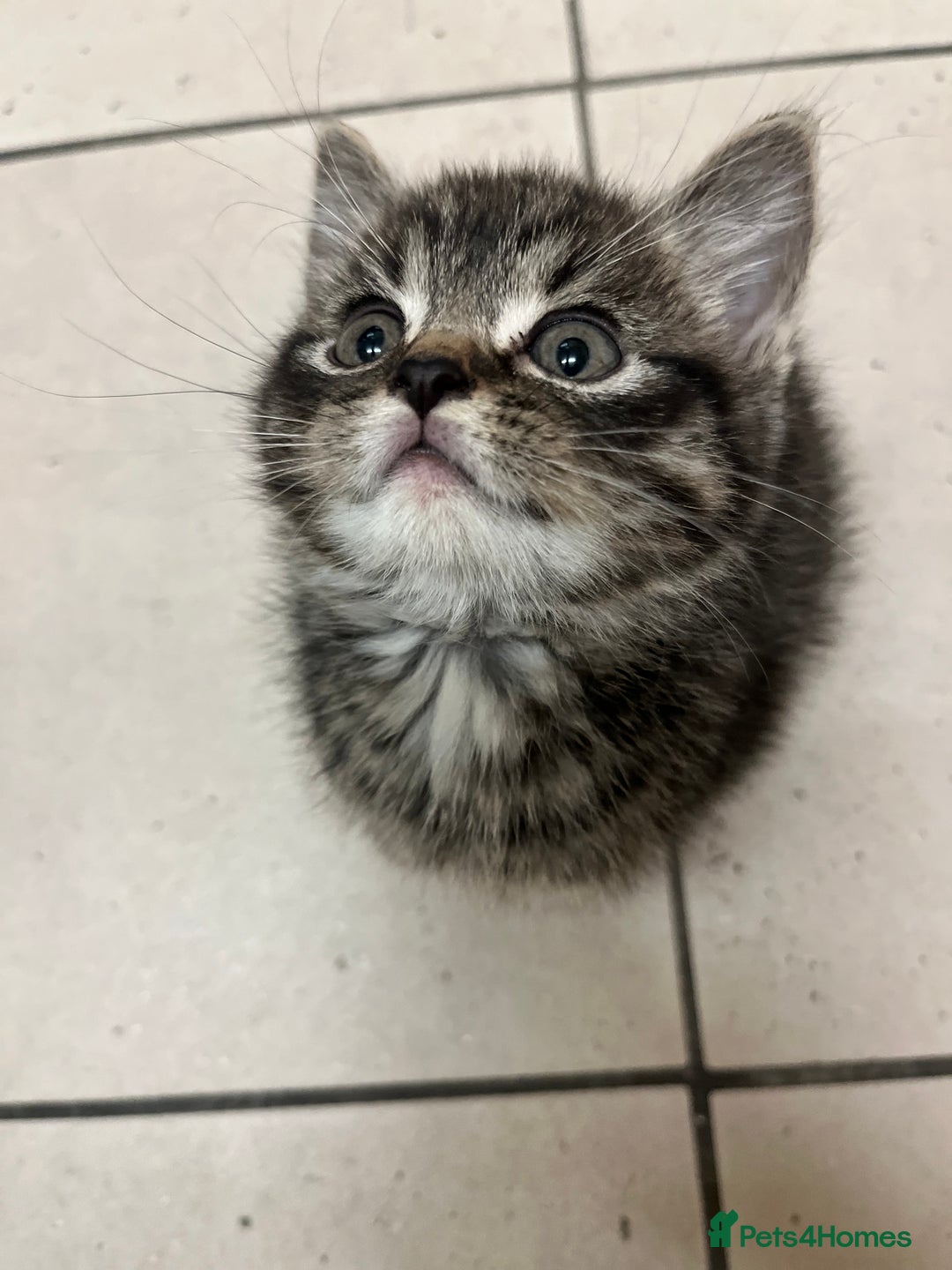 Mixed Breed cats for sale: Adorable mixed breed kittens  - Advert 4