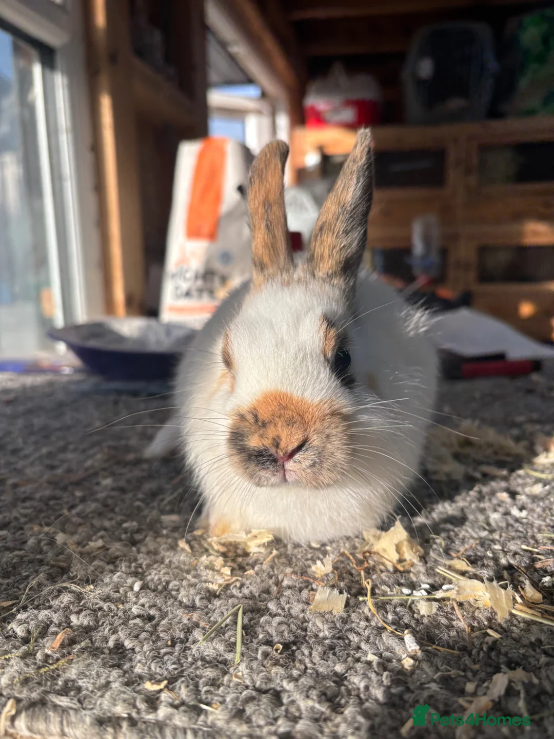 Giant Papillon rabbits for sale: Miniature pappillion doe vaccinated show lines  - Advert 1