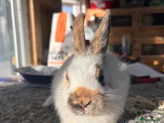 Giant Papillon rabbits Miniature pappillion doe vaccinated show lines - Advert 6