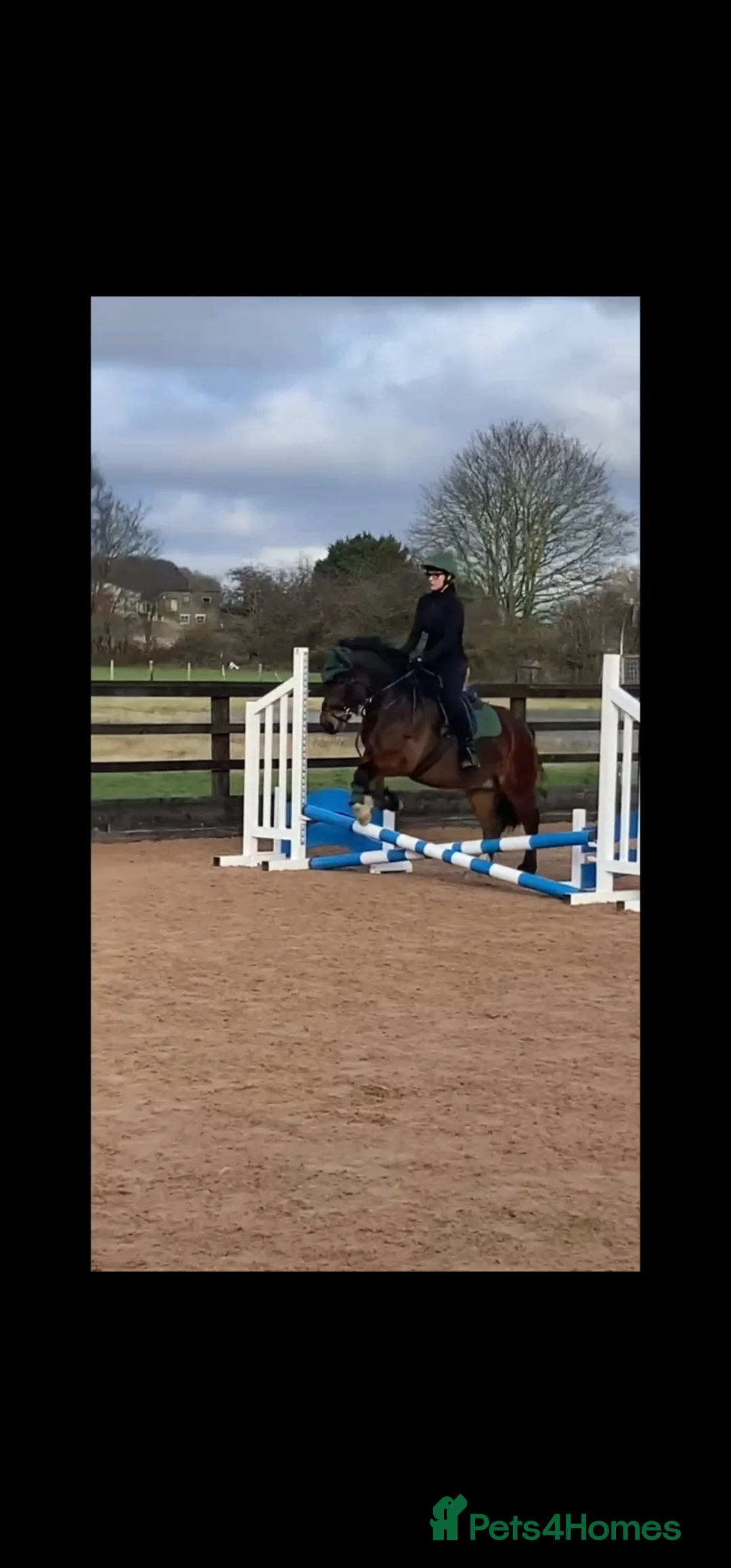 Welsh Section C horses for sale: Welsh Pony for Childrens - Advert 2