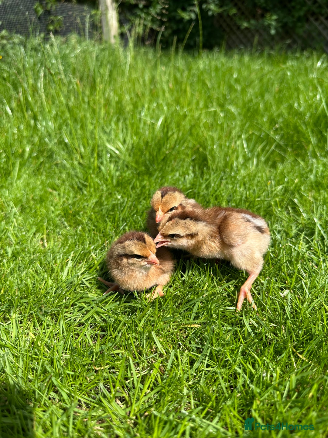 Chickens poultry for sale: Day old pure breed chicks  - Image 1