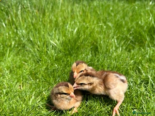 Chickens poultry - Advert 18