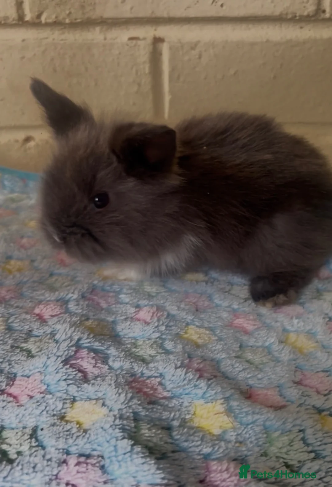 Lionhead rabbits for sale: Beautiful double maned lion heads  - Advert 2