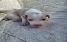 Mixed Breed dogs for sale: Spanish jack Russell (bodeguero) x border collie - Image 8
