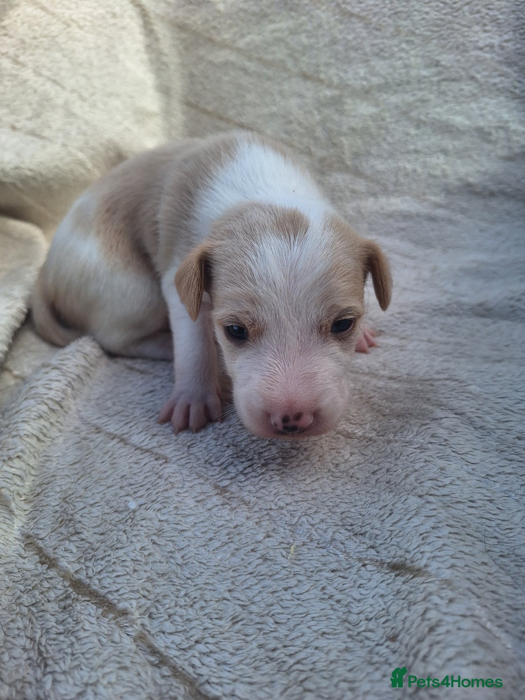 Mixed Breed dogs for sale: Spanish jack Russell (bodeguero) x border collie - Image 8