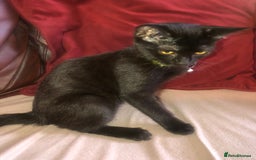 Mixed Breed cats for sale: Cute female kitten - Image 3