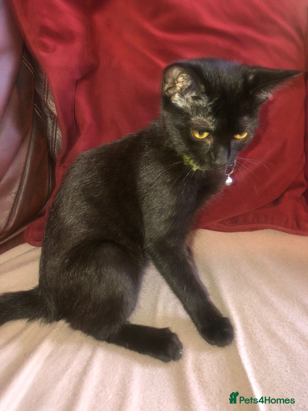 Mixed Breed cats for sale: Cute female kitten - Image 3