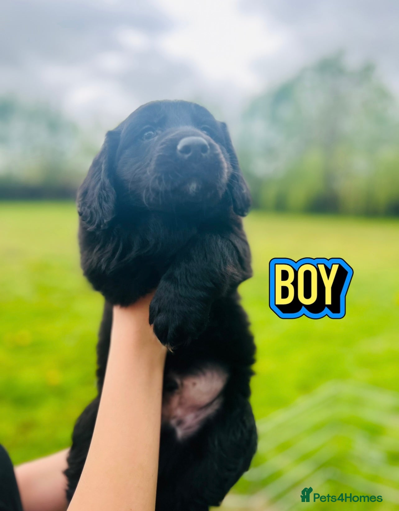 Mixed Breed dogs Collie x cocker ready now - Advert 2