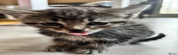Mixed Breed cats for sale: 🐾 Beautiful 8-Week-old kitten in London - Advert 8