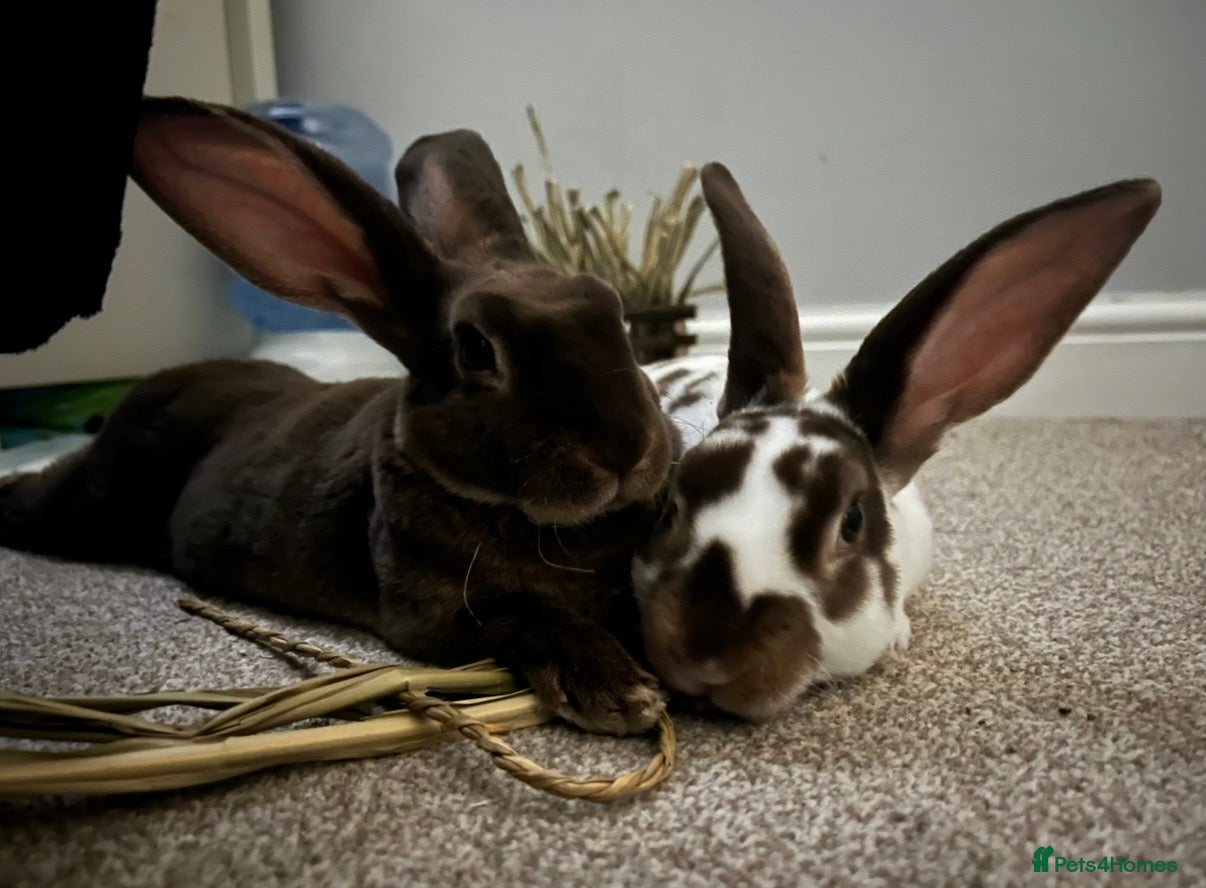 Mixed Breed rabbits 2 brother Rex rabbits  - Advert 11