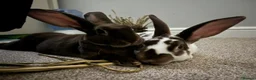Mixed Breed rabbits for sale: 2 brother Rex rabbits  in Mansfield - Advert 1