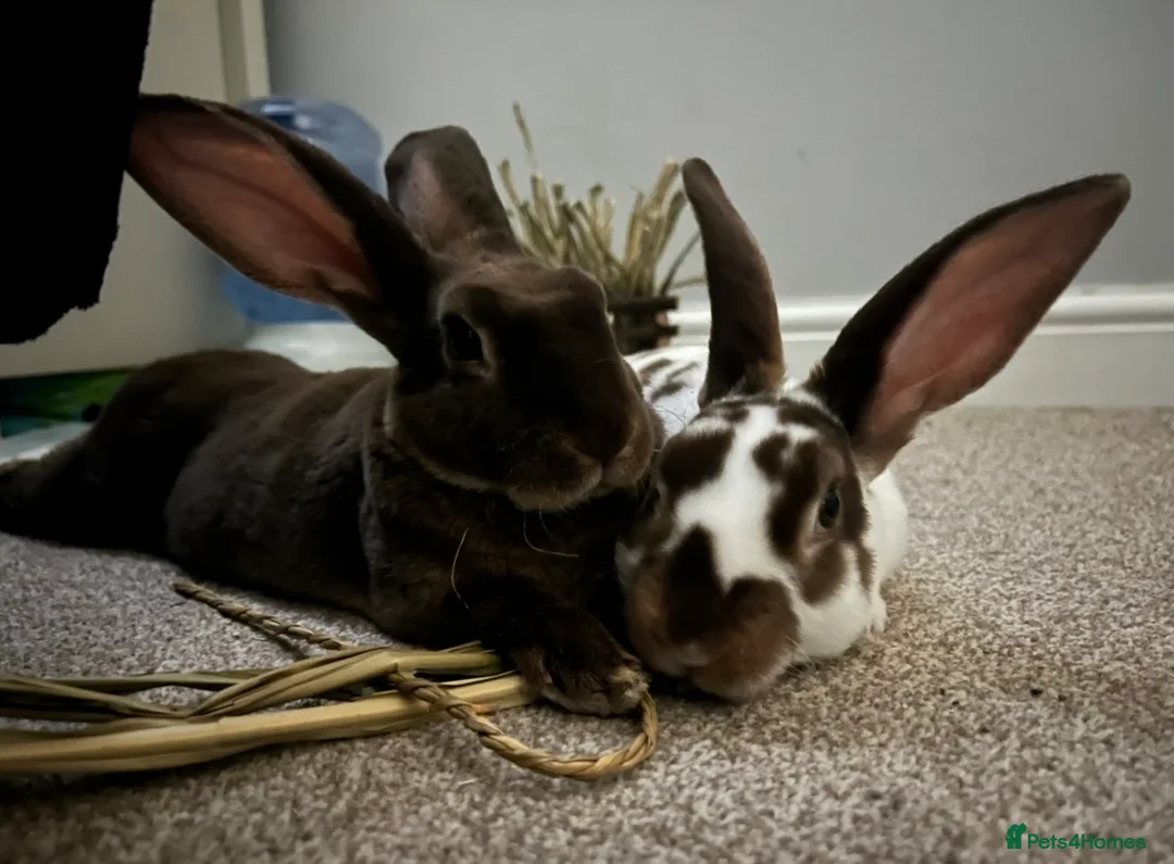 Mixed Breed rabbits for sale: 2 brother Rex rabbits  in Mansfield - Advert 1