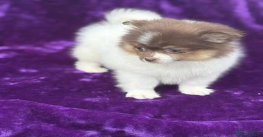 Pomeranian dogs - Advert 4