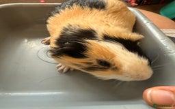 Guinea Pig rodents for sale: Lovely cuddle brothers - Image 7