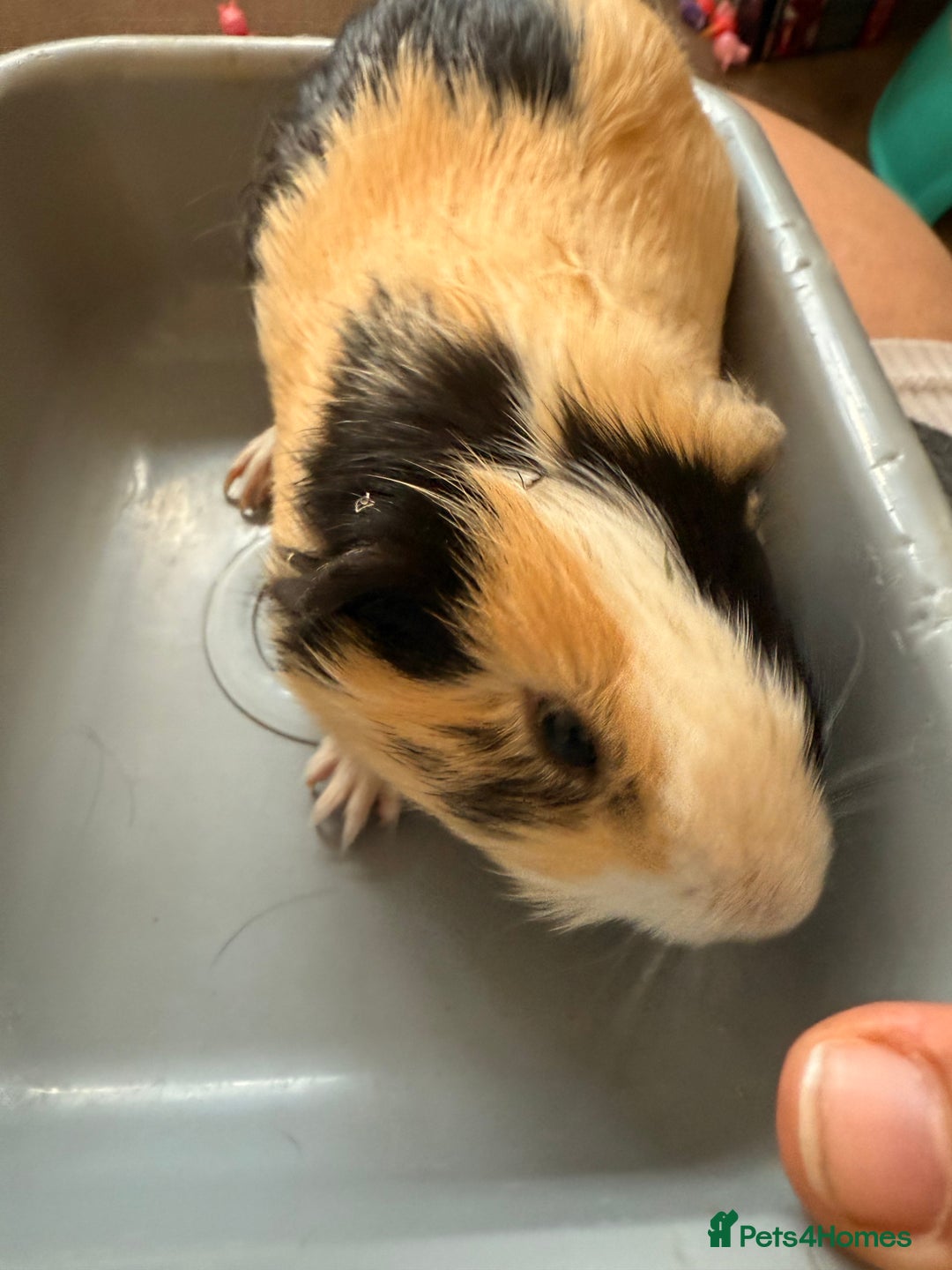 Guinea Pig rodents for sale: Lovely cuddle brothers - Image 7