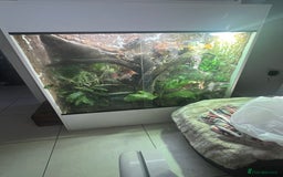 Dragon reptiles for sale: Frilled Neck Dragon Female & large vivarium  - Advert 6