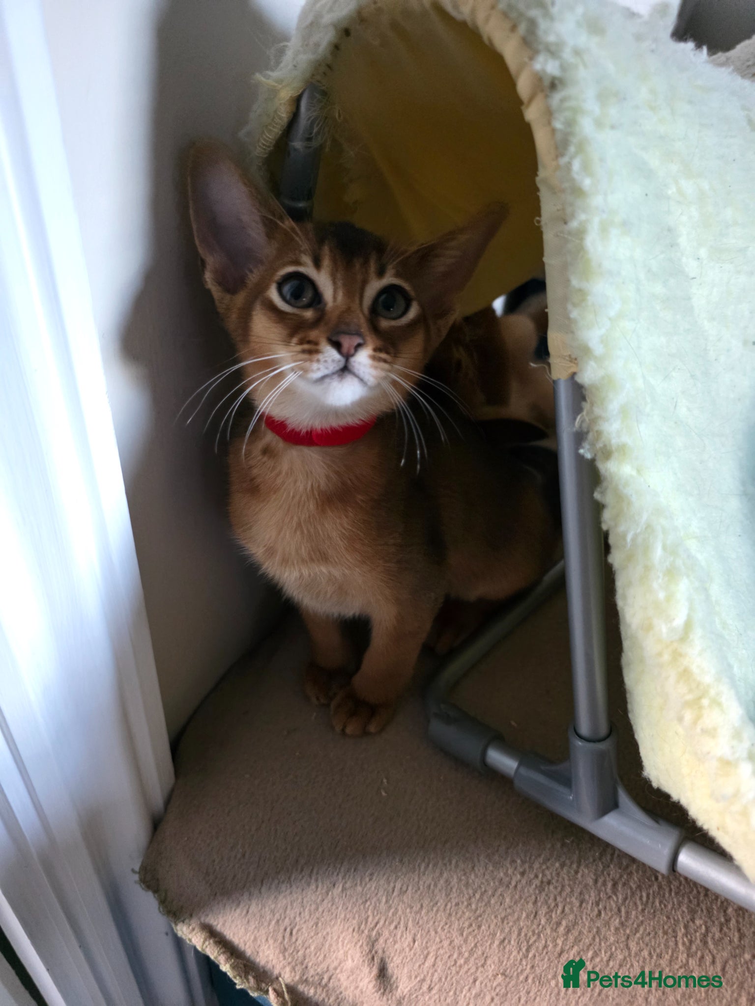 Abyssinian cats ⭐️⭐️Pure Abyssinian kittens ⭐️⭐️ - Advert 2