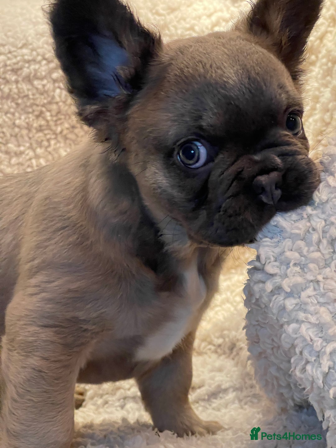 French Bulldog dogs for sale: Beautiful Fluffy Frenchie Pups - Advert 27