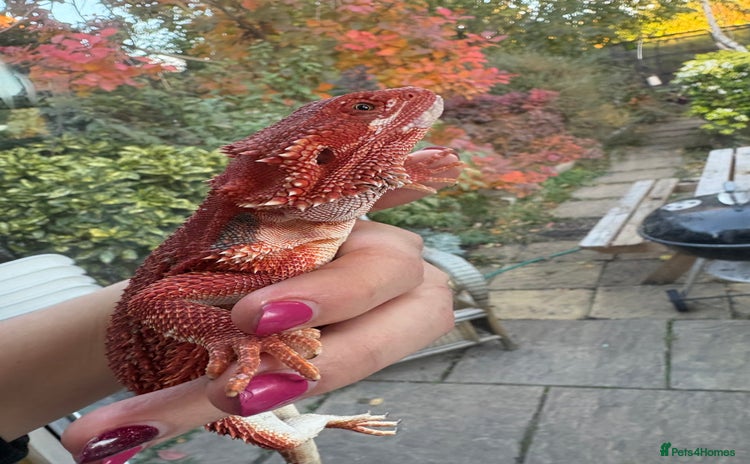 Bearded Dragon reptiles - Advert 3