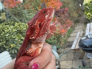 Bearded Dragon reptiles - Advert 1