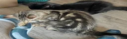Maine Coon cats for sale: Stunning, friendly pedigree XL Maine Coons last 2! - Advert 14