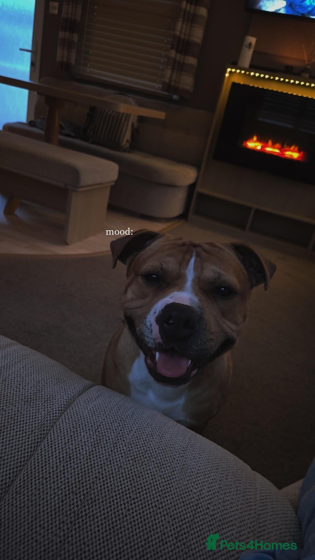 Staffordshire Bull Terrier dogs Staffordshire-bull-terrier for STUD - Advert 13