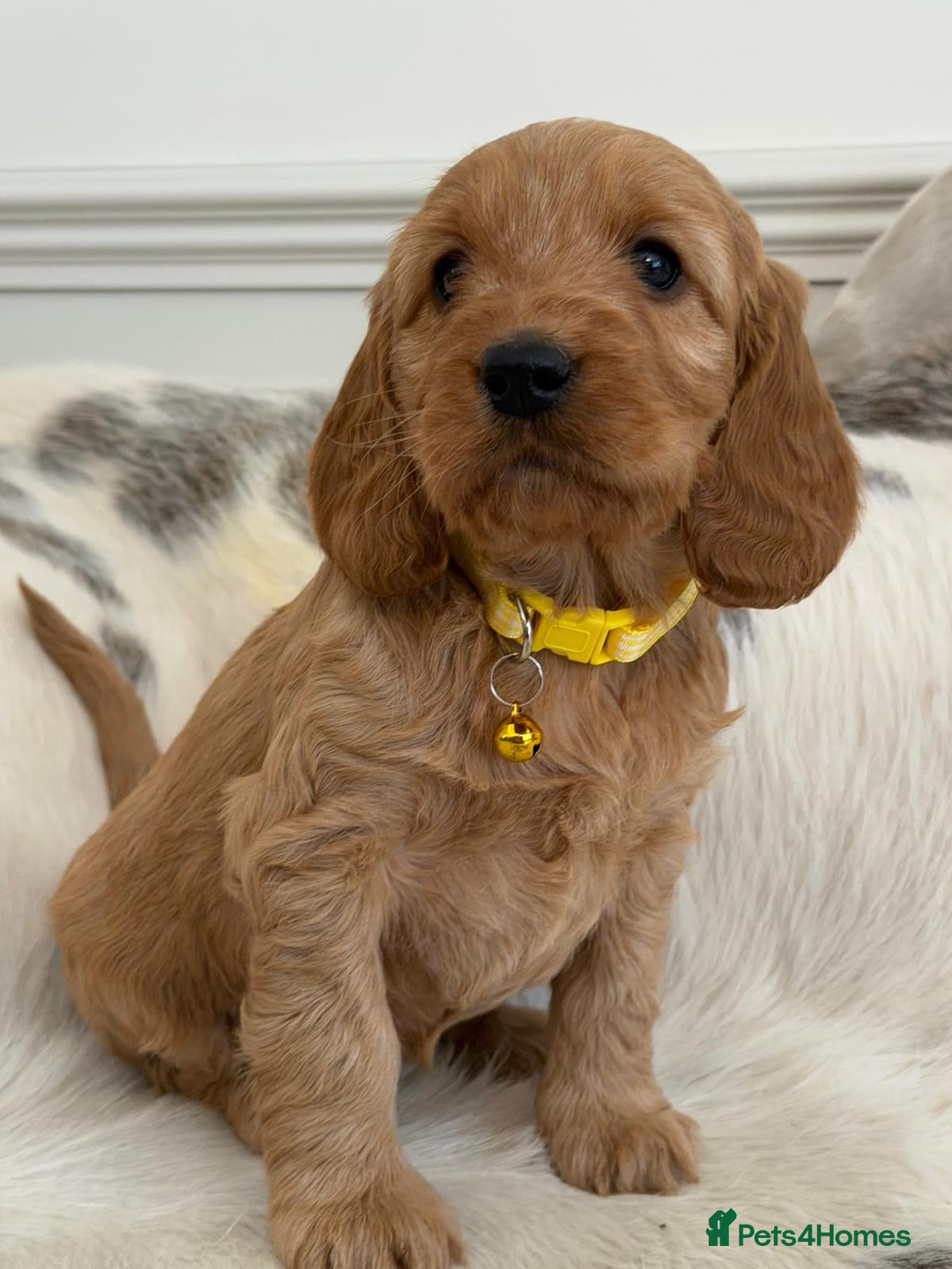 Cockapoo dogs Adorable F1 Cockapoo Puppies - Advert 1