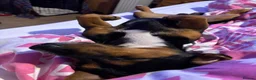 Jackshund dogs for sale: Jackshund for sale in Beckenham - Advert 4