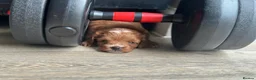 Toy Poodle dogs for sale: 🐶🐾Top-quality Asian/miniature poodles🐾🐶 - Advert 16