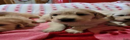 Golden Retriever dogs for sale: Golden retriever puppies  - Advert 8