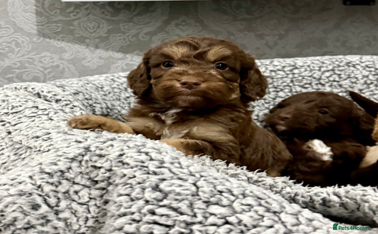 Cockapoo dogs - Advert 4