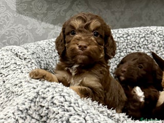 Cockapoo dogs - Advert 11