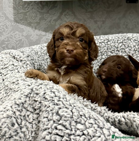 Cockapoo dogs - Advert 4