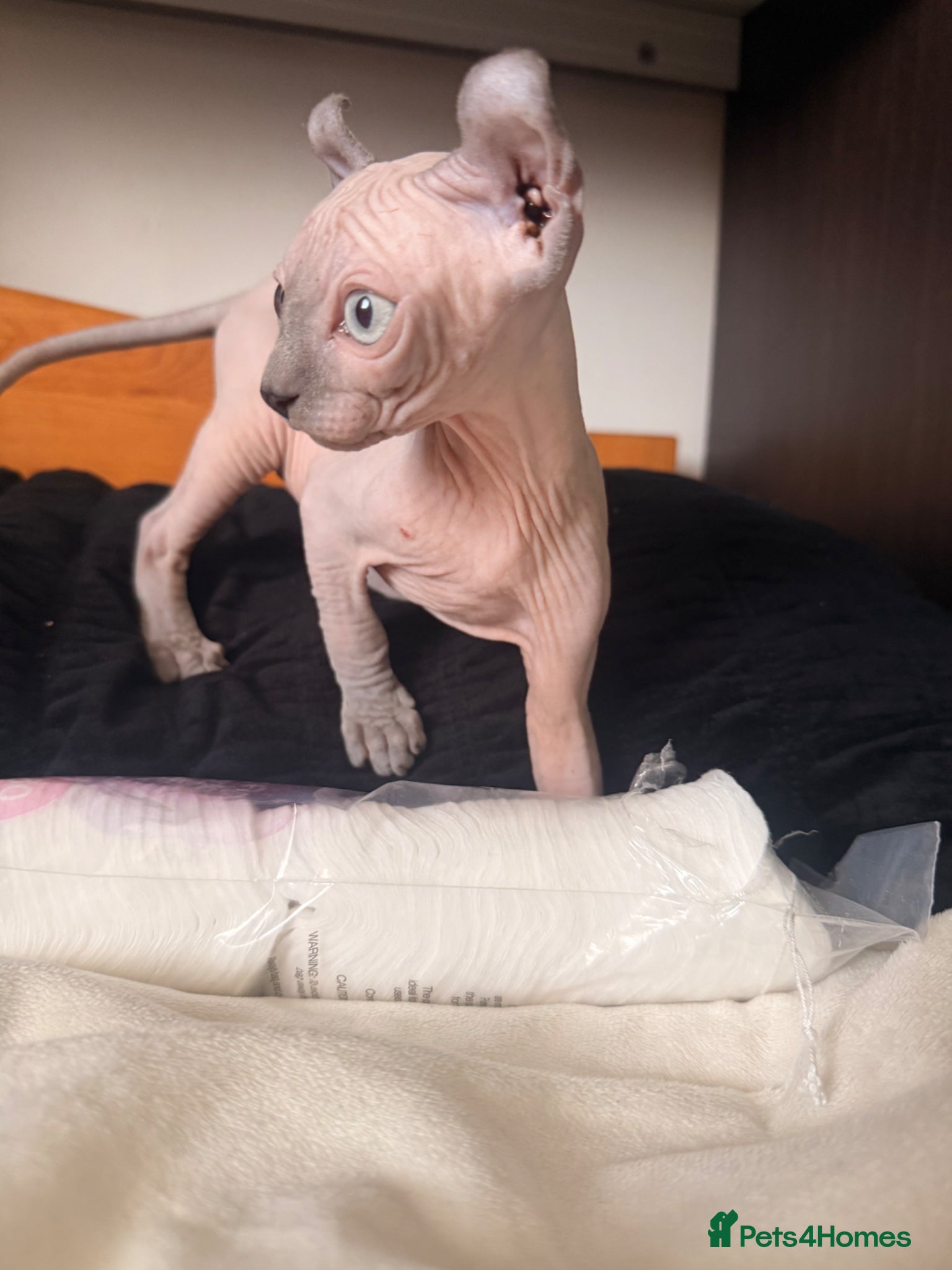Sphynx cats Six gorgeous sphinx for sale  - Advert 1