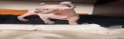 Sphynx cats for sale: Six gorgeous sphinx for sale  - Advert 1