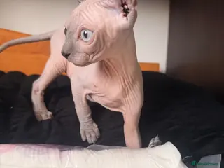 Sphynx cats for sale: Six gorgeous sphinx for sale - Advert 1