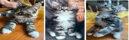 Mixed Breed cats for sale: Maine Coon Mixed Kittens Tabby & Tuxedo Richmond - Advert 35