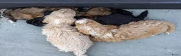 Mini Goldendoodle dogs for sale: Miniature Goldendoodles - Advert 13
