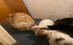 Jackapoo dogs for sale: Jackapoo puppies for sale  - Advert 8