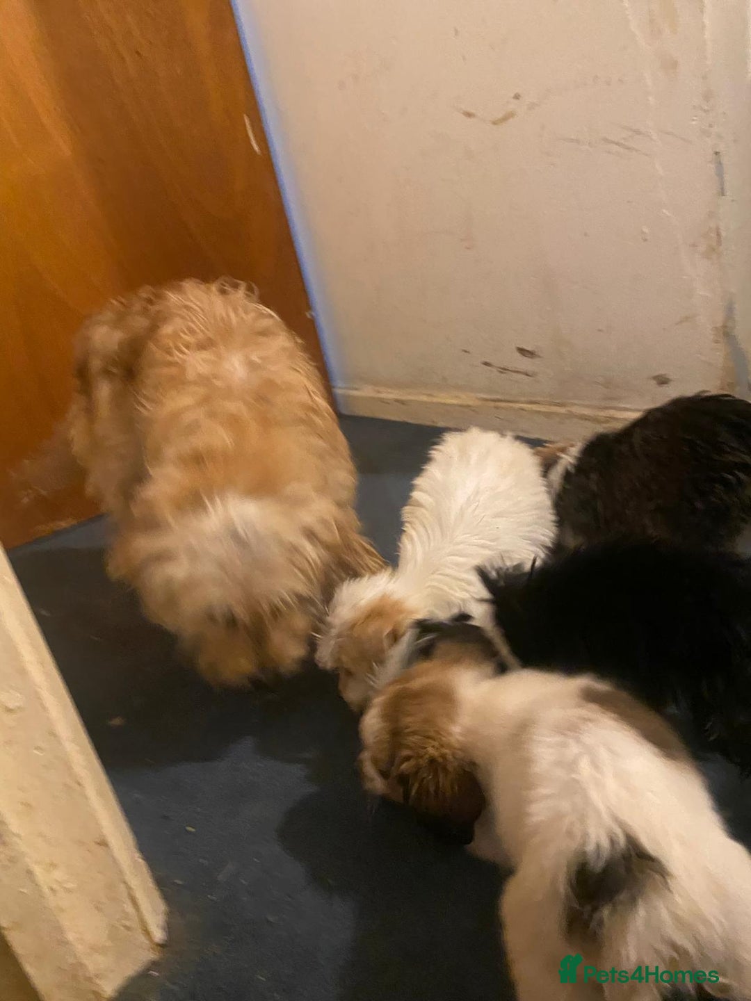 Jackapoo dogs for sale: Jackapoo puppies for sale  - Advert 8