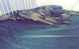 Presa Canario dogs for sale: Pressa Canario  - Image 9