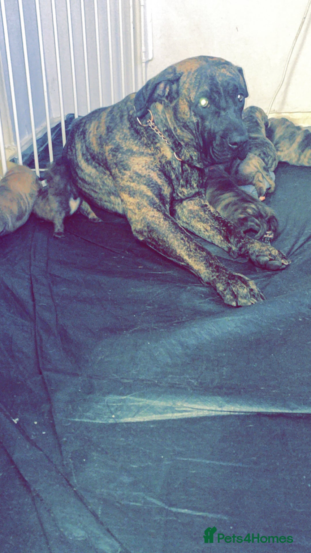 Presa Canario dogs for sale: Pressa Canario  - Image 9