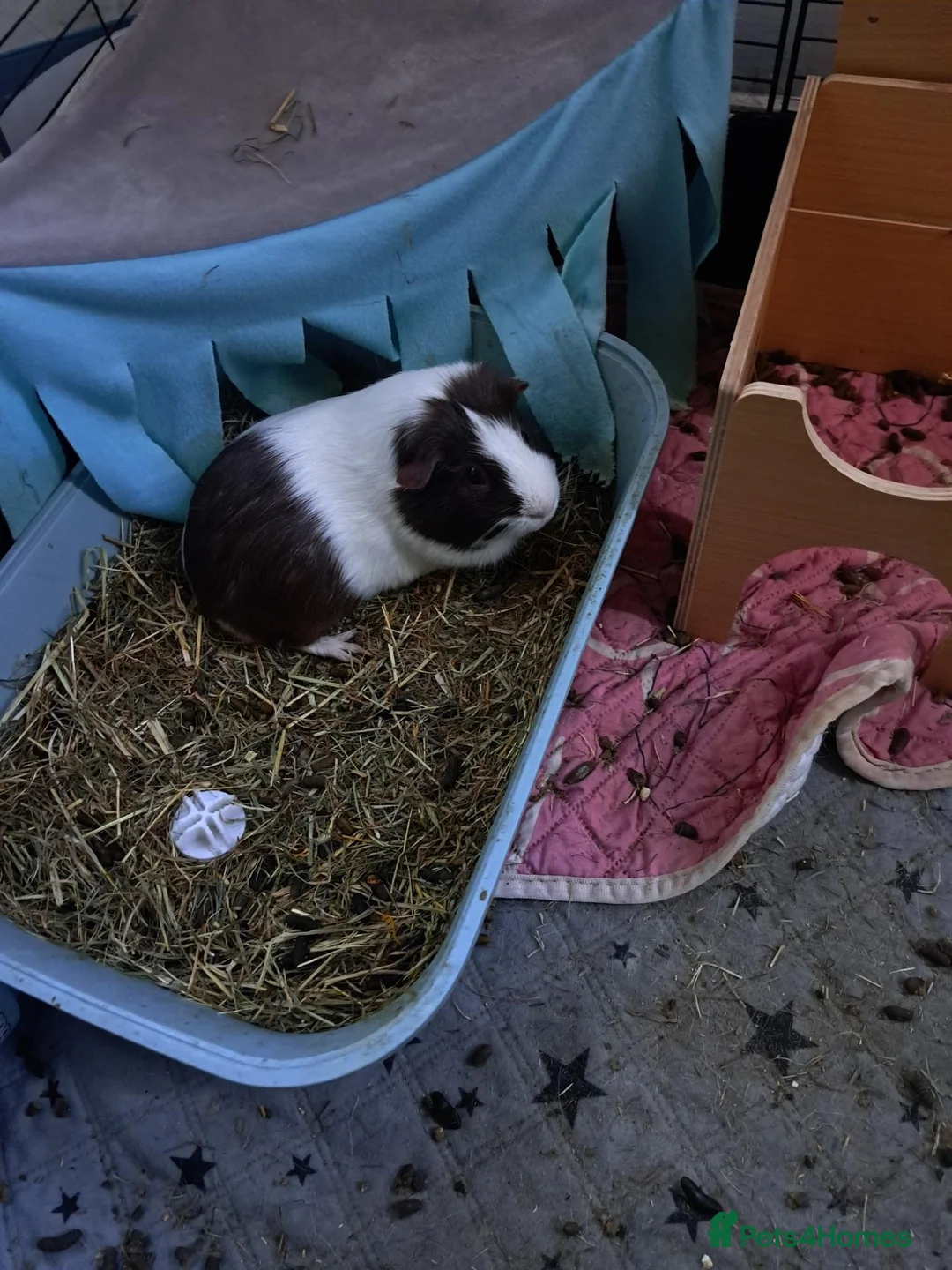 Guinea Pig rodents for sale: 2 guinea pigs without cage  - Advert 1