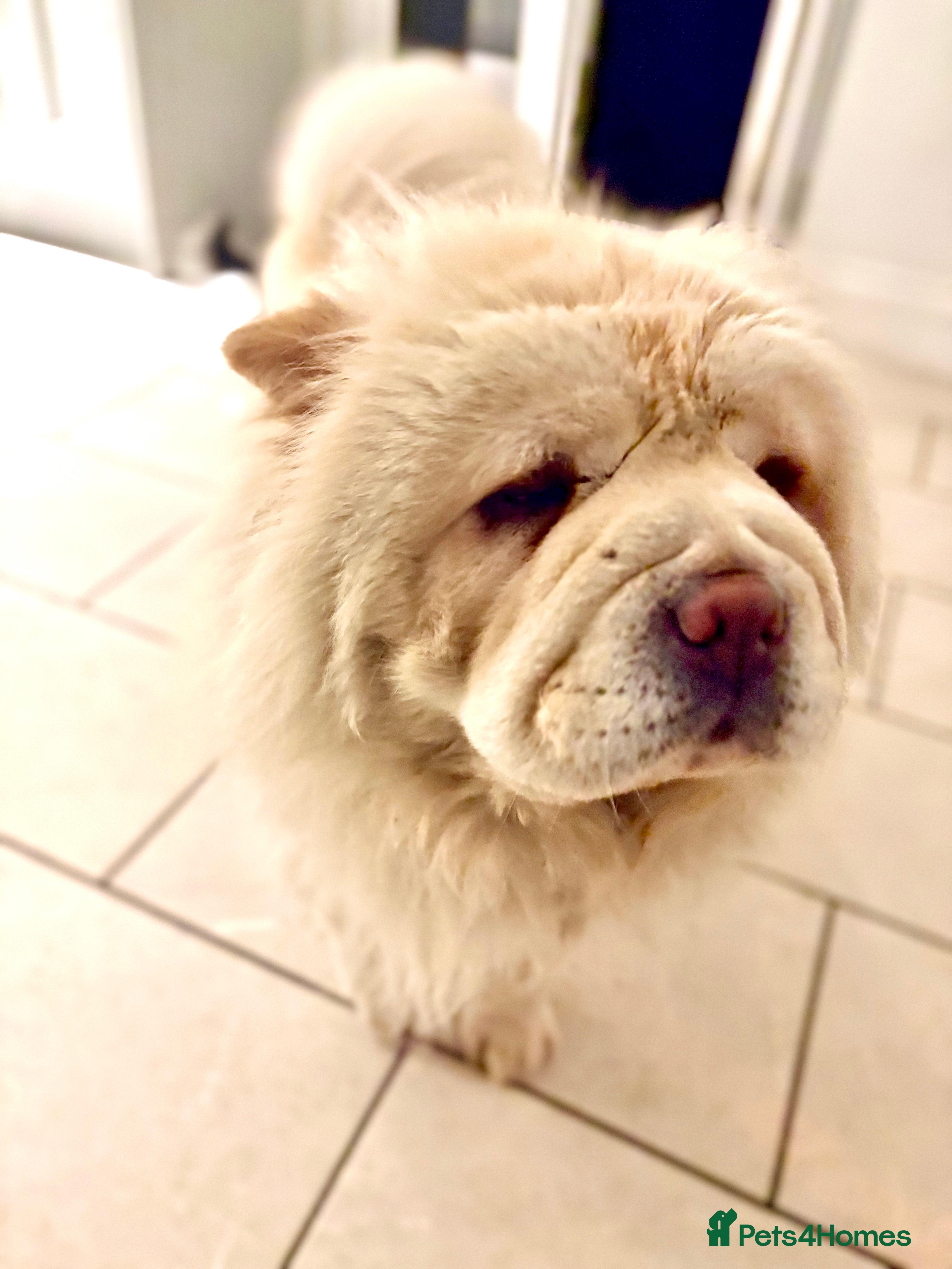 Chow Chow dogs Female chow chow for adoption - Advert 6